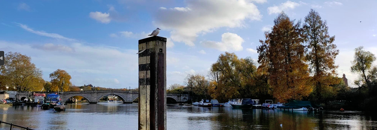Bird on a post on Richmond Riverside