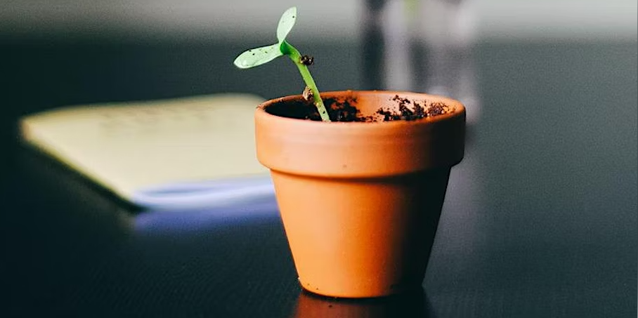 Small green seedling growing out of a terracotta pot