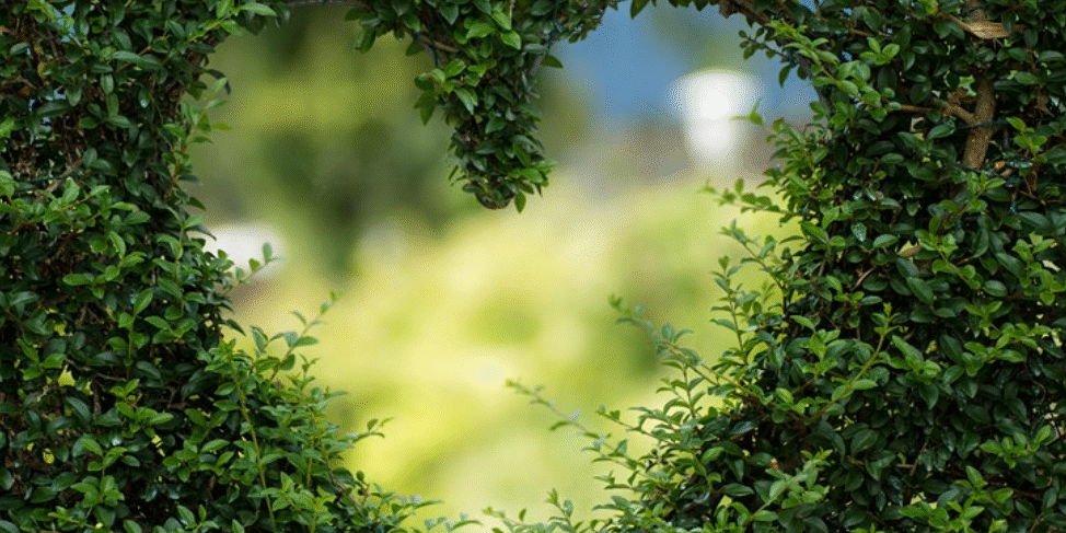 Green hedge with heart-shaped hole