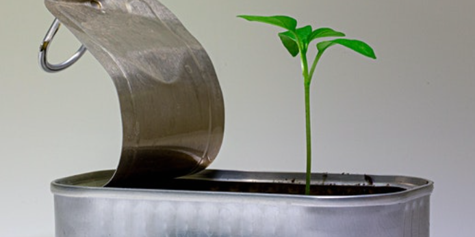 Small green seedling growing out of a small tin with lid open and pulled back 