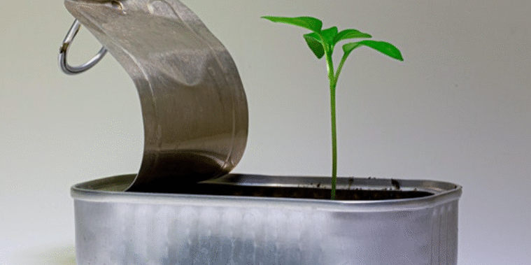 Small green shoot growing out of a small silver tin